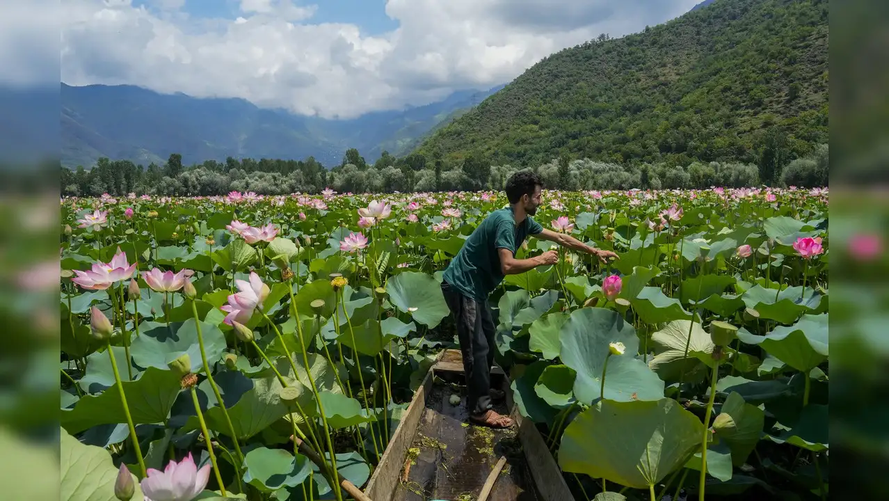 Κασμίρ: Λίμνη γέμισε με χιλιάδες λωτούς μετά από 30 χρόνια άφθονης λάσπης (βίντεο)