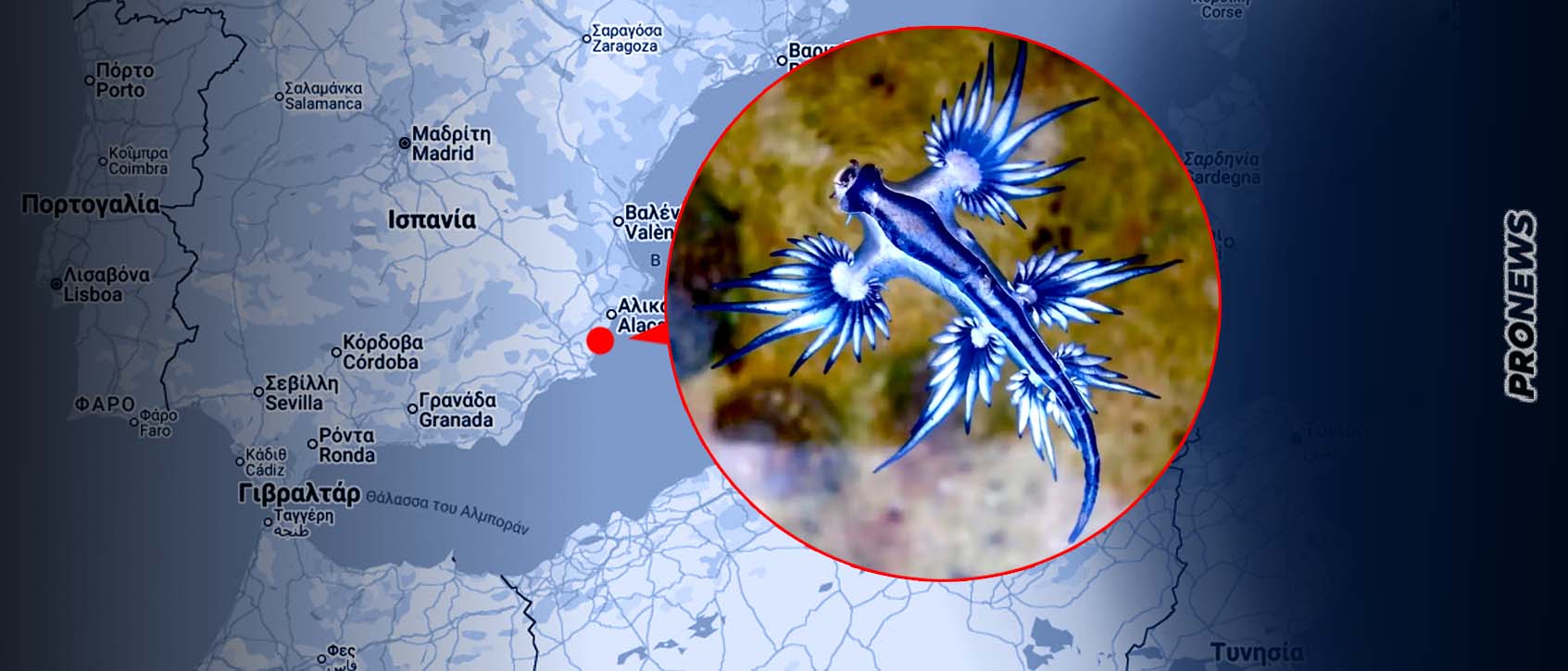 Ανησυχία στην Ισπανία: Kλείνουν παραλίες λόγω εμφάνισης του «μπλε δράκου» – Τι είναι το επικίνδυνο θαλάσσιο πλάσμα