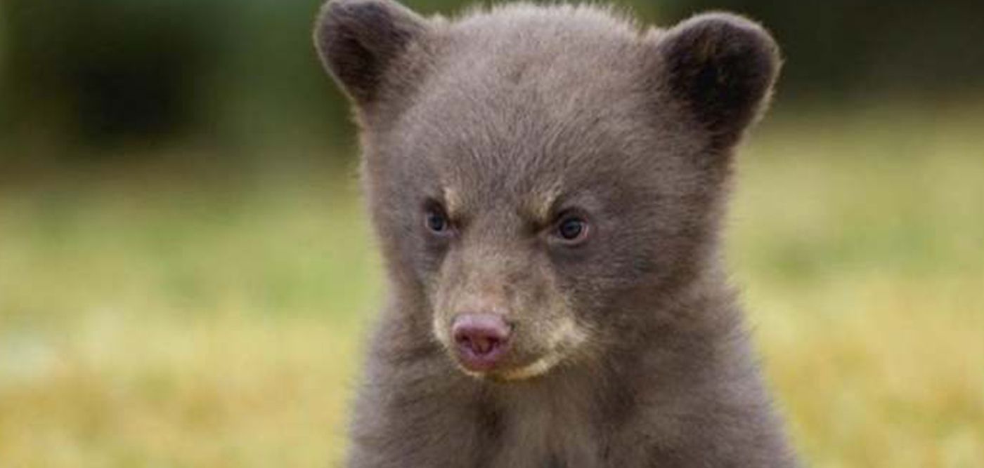 ΗΠΑ: Oικογένεια βρήκε στον δρόμο και «υιοθέτησε» αρκουδάκι – Μεγάλωσε κι έγινε τεράστια αλλά πάντα φιλική (βίντεο)