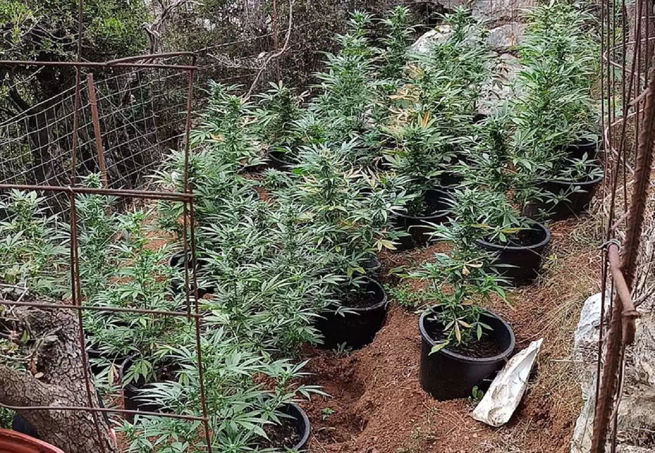 «Μπαράζ» ερευνών και συλλήψεων στο Ρέθυμνο για χασισοφυτείες και διακίνηση κάνναβης