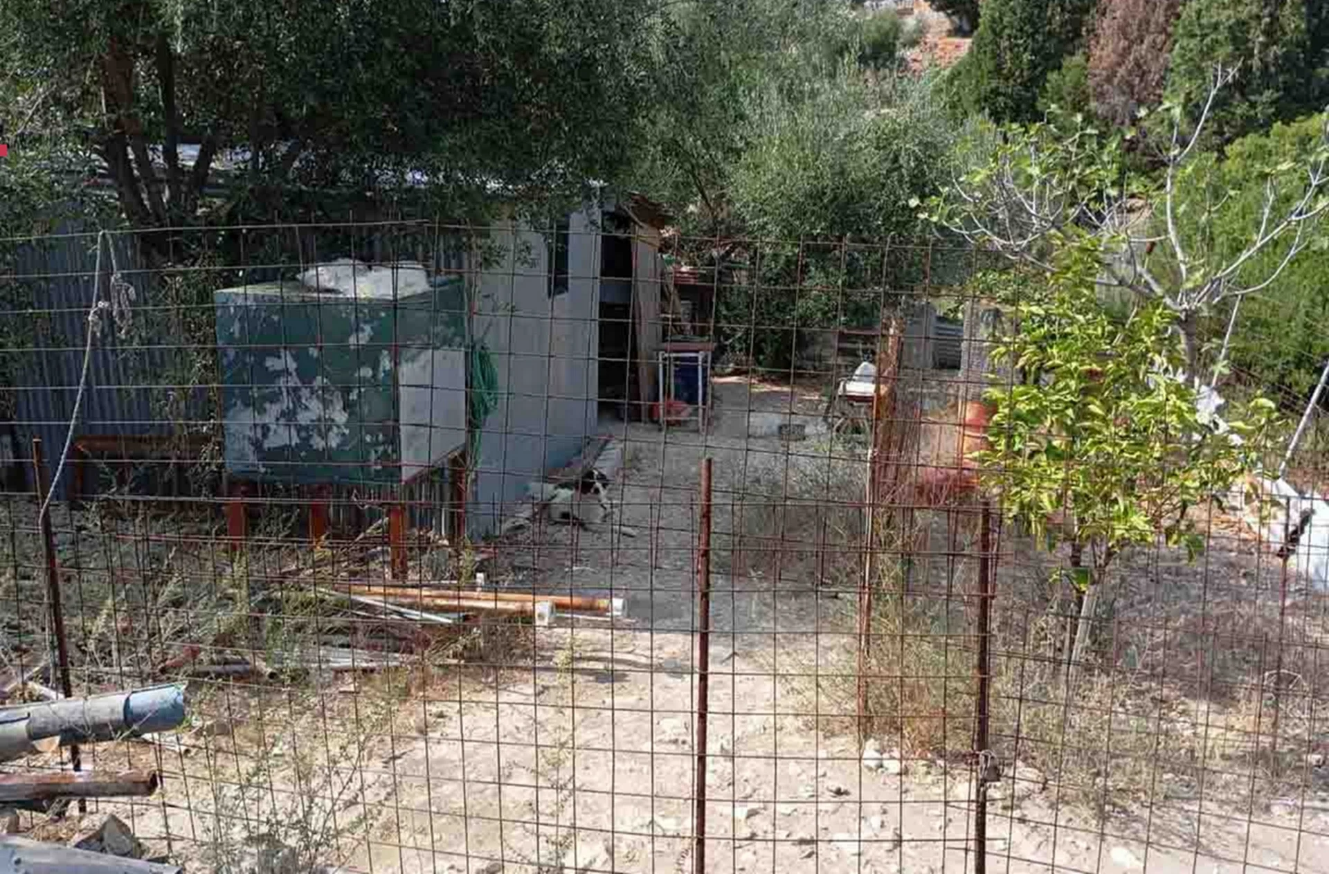 Συνελήφθη επιχειρηματίας για μαρτυρική θανάτωση ζώων στην Κεφαλονιά