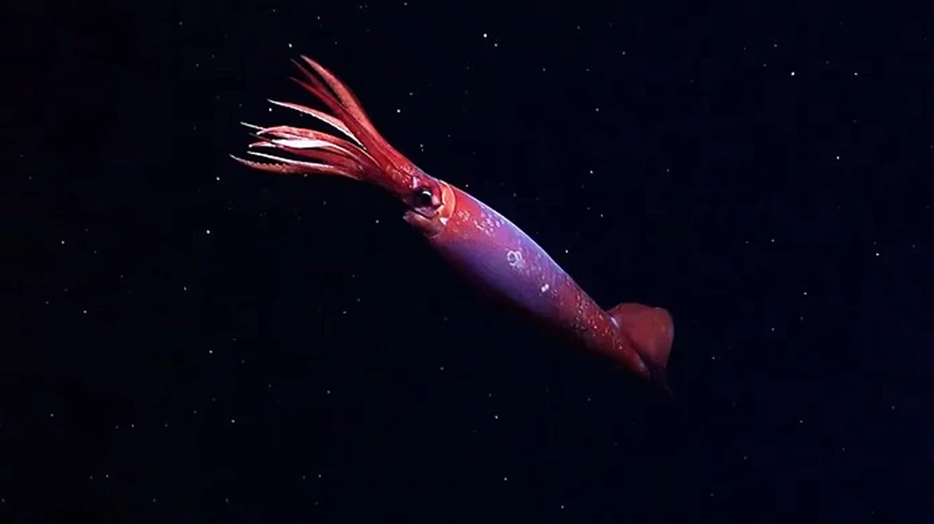 Βίντεο: Επιστήμονες κατέγραψαν για πρώτη φορά ζωντανό καλαμάρι στην Ανταρκτική