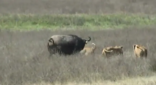 H αγωνιώδης προσπάθεια της μάνας ενός μικρού βουβαλιού να διασώσει το μωρό της μέχρι… να έρθουν ενισχύσεις!