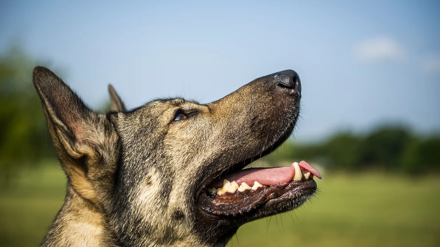 Φρίκη στην Ερμιονίδα: 81χρονος έσερνε με το αυτοκίνητό του σκύλο τραυματίζοντάς τον θανάσιμα
