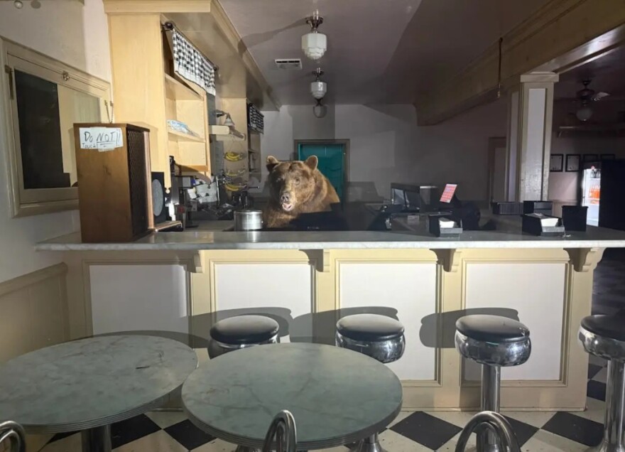 ΗΠΑ: Tεράστια αρκούδα «εισέβαλε» σε κατάστημα με παγωτά στην Καλιφόρνια – Δείτε εικόνες
