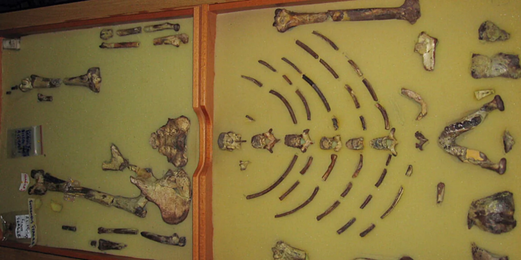 Για πρώτη φορά εκτίθενται στην Ευρώπη τα οστά των προγόνων Λούσι και Σελάμ