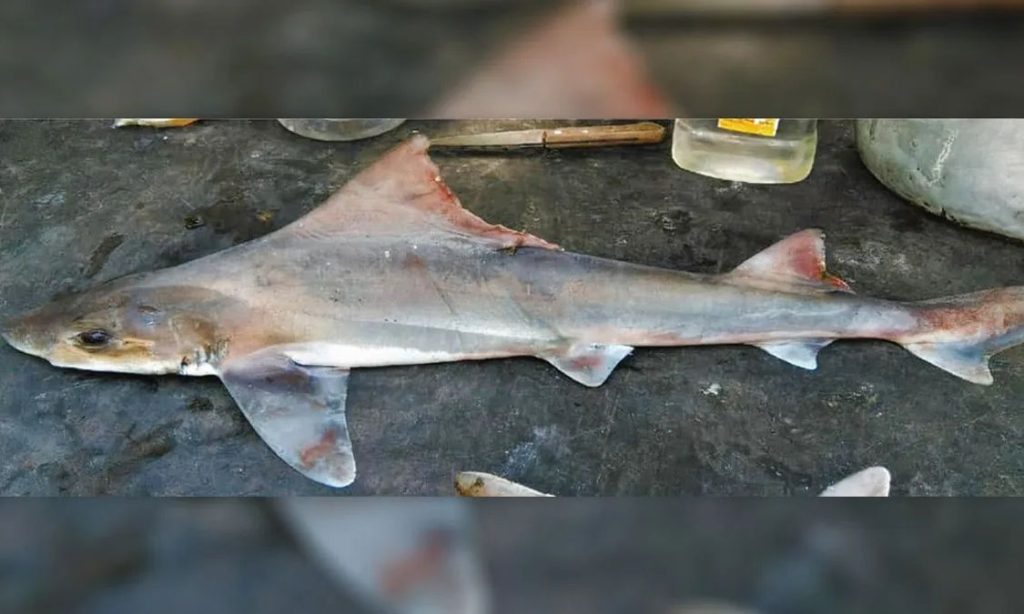 Εξαφανισμένος επί 50 χρόνια καρχαρίας εντοπίστηκε στις ακτές της Νέας Γουινέας