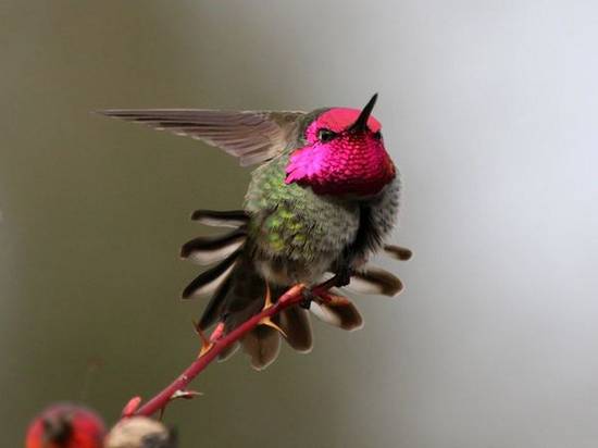 Κολιμπρί: Το μικρό πουλί που τρέφεται με νέκταρ και μπορεί να πετάξει και με την… όπισθεν (φώτο)