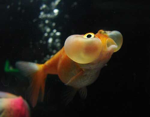 Αυτά είναι τα πιο παράξενα και αλλόκοτα ζώα στον πλανήτη (φωτό)