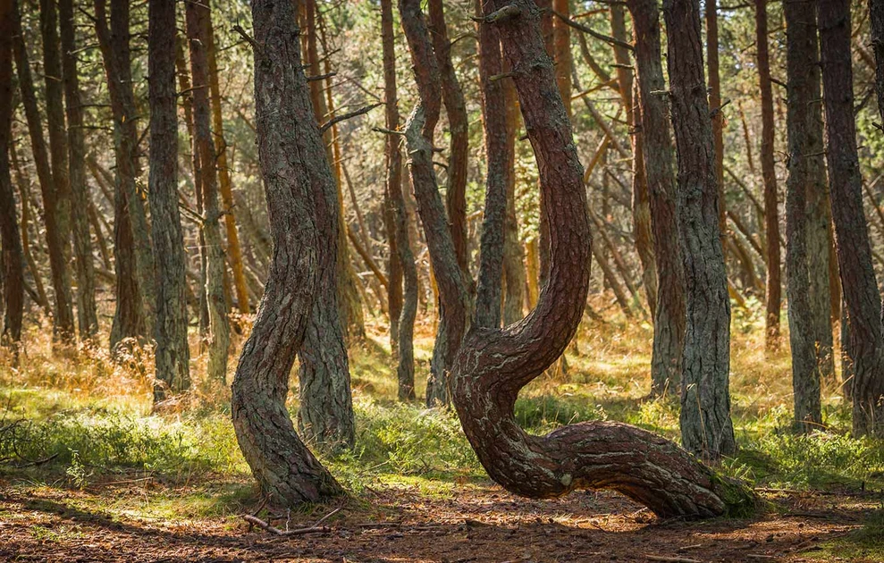 «Μεθυσμένο δάσος»: Πού βρίσκεται το εντυπωσιακό φυσικό τοπίο με τα δέντρα που «χορεύουν»