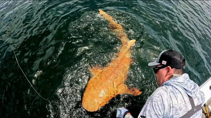 Κόστα Ρίκα: Εντοπίστηκε σπάνιος πορτοκαλί καρχαρίας με λευκά μάτια – Πού οφείλεται το χρώμα του (βίντεο)