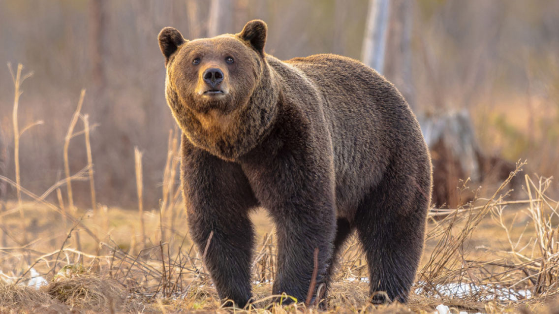Φόβοι στην Ελασσόνα για πιθανές εξορμήσεις από αρκούδες που κατασπαράσσουν ελάφια (φωτο)