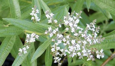 Γιατί η λουίζα αποκαλείται «φυτικό Ozempic»; – Τι να προσέξετε;