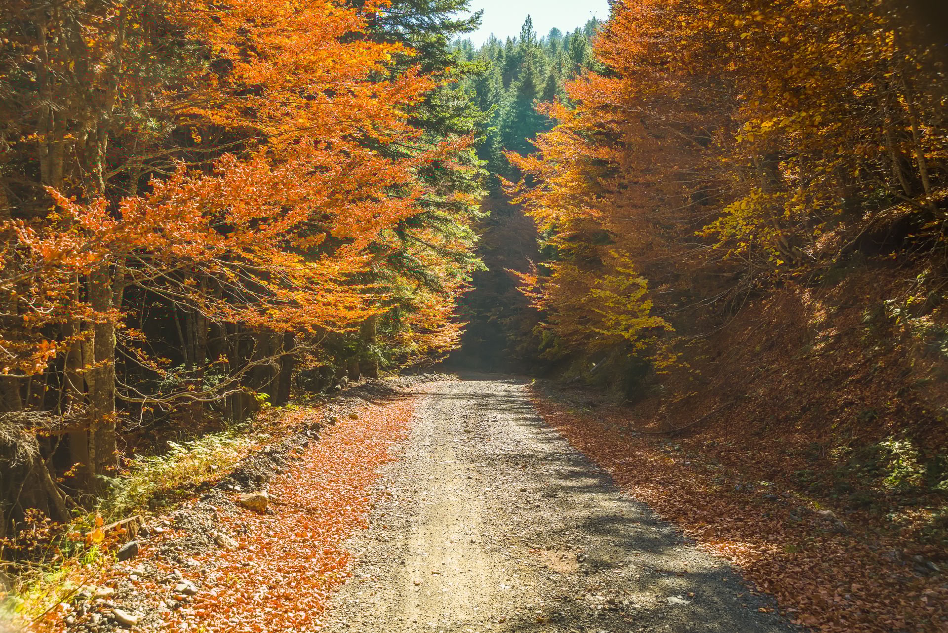 Γ.Τσατραφυλλιάς: Πώς θα είναι το φετινό φθινόπωρο – Η πρώτη εκτίμηση του μετεωρολόγου 