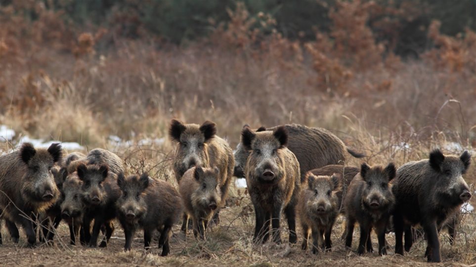 Επιδρομή από κοπάδι αγριογούρουνων καταστρέφει την πρασινάδα νησίδας στη Λειβαδιά (βίντεο)