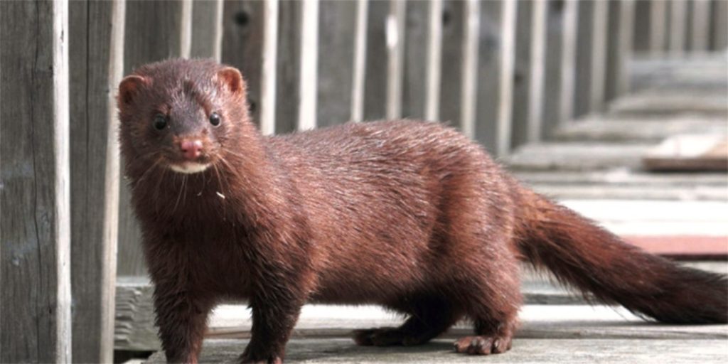 Καστοριά: Κατάκοιτη ηλικιωμένη δέχθηκε επίθεση από μινκ – Της ακρωτηρίασε το χέρι