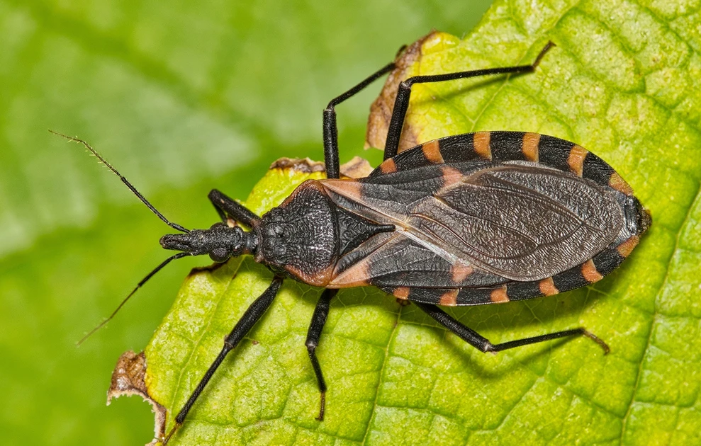 Ανησυχία στις ΗΠΑ: Τι είναι τα «ακάρεα του φιλιού» που μεταδίδουν τη νόσο Τσάγκας – Ποια τα συμπτώματα