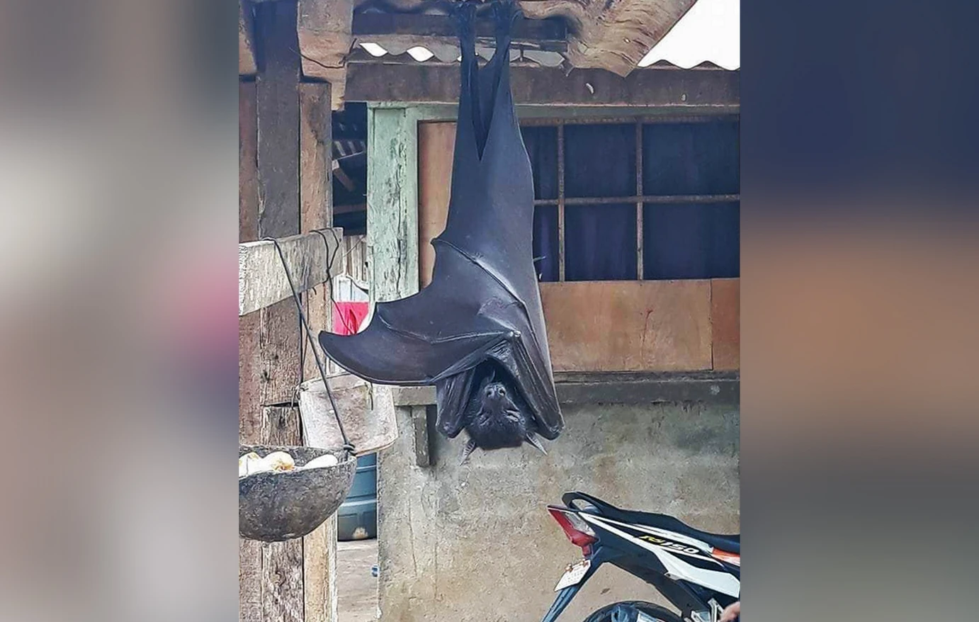 Φιλιππίνες: Άνδρας εντόπισε στο γκαράζ του σπιτιού του γιγάντια νυχτερίδα! – Δείτε εικόνες