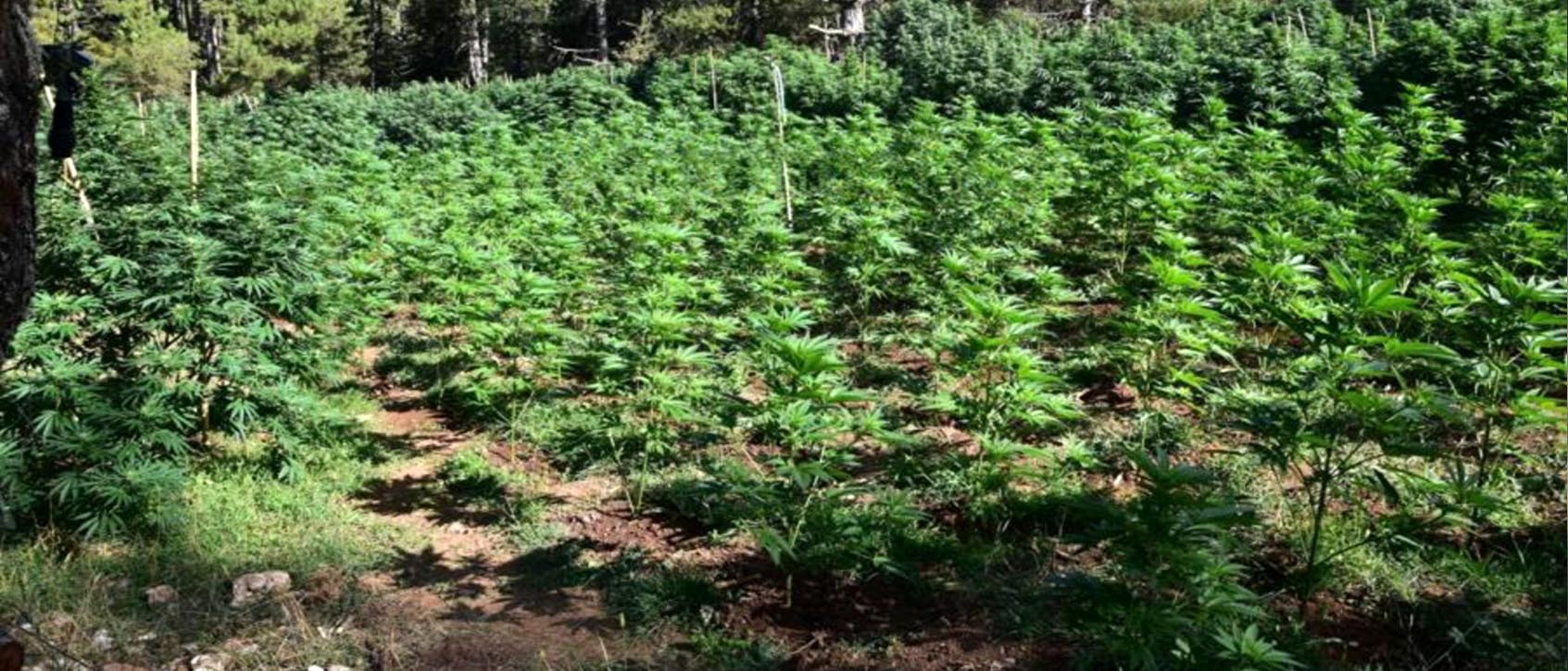 Αδιανόητο: Αστυνομικοί είναι 3 ημέρες εγκλωβισμένοι σε φυτεία κάνναβης στα βουνά της Κορινθίας!