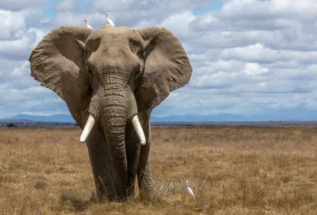 Βίντεο: Ελέφαντες «μέθυσαν» μετά από κατανάλωση φρούτων που είχαν υποστεί ζύμωση