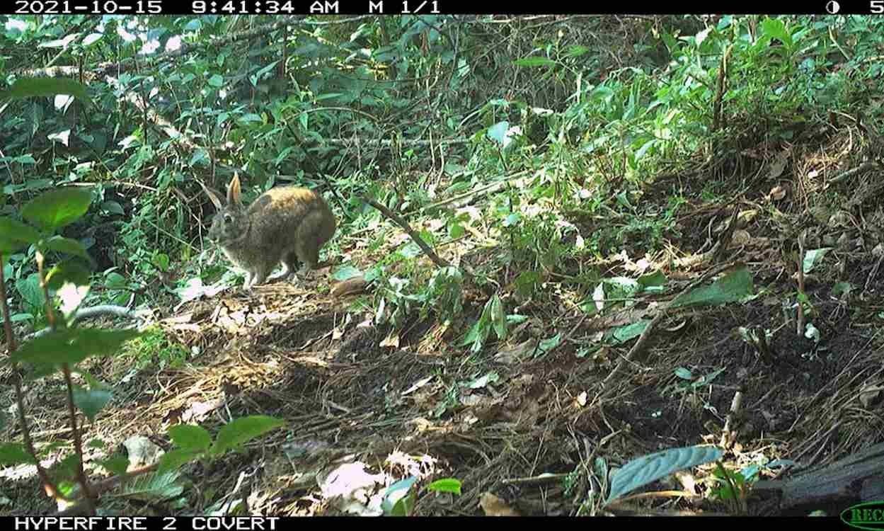 «Εξαφανισμένο» είδος κουνελιού επανεμφανίστηκε στο Μεξικό μετά από 120 χρόνια!