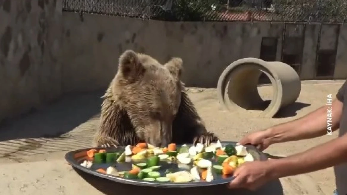Αρκούδα κατέληξε στο νοσοκομείο γιατί έφαγε πολλά φρούτα!