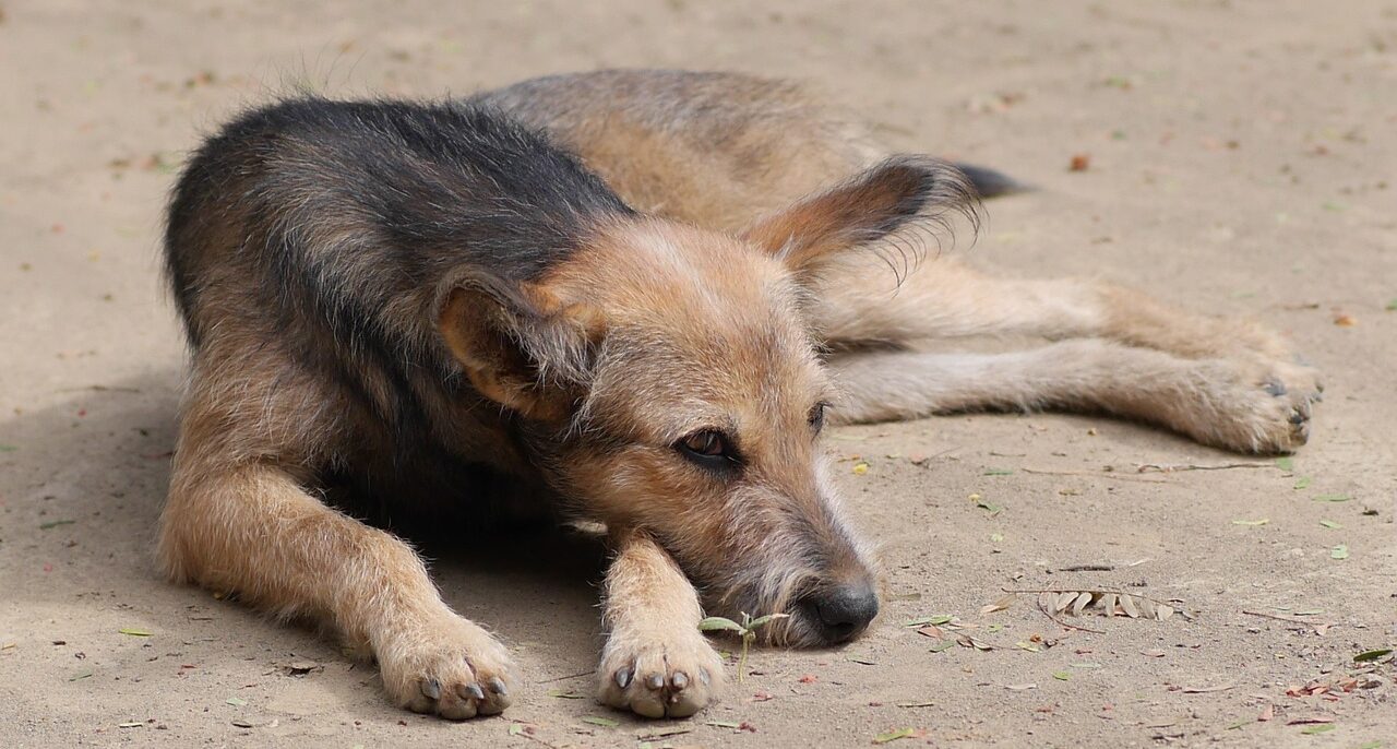 Ιωάννινα: Συνελήφθη άνδρας που είχε κλείσει τρία σκυλιά μέσα σε σφιχτά δεμένο τσουβάλι