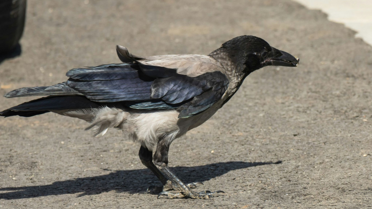 Το παράξενο πράγμα που συμβαίνει όταν πεθαίνει ένα κοράκι