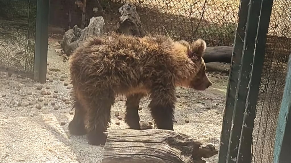 Κίρκη: Το μικρό αρκουδάκι αναρρώνει μετά το τραύμα σε τροχαίο (βίντεο)