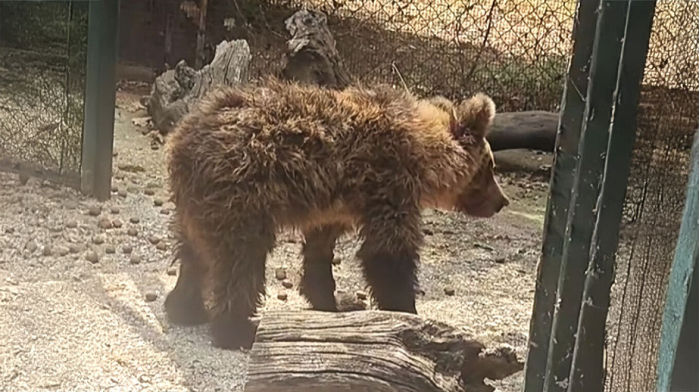 Κίρκη: Το μικρό αρκουδάκι αναρρώνει μετά το τραύμα σε τροχαίο (βίντεο)