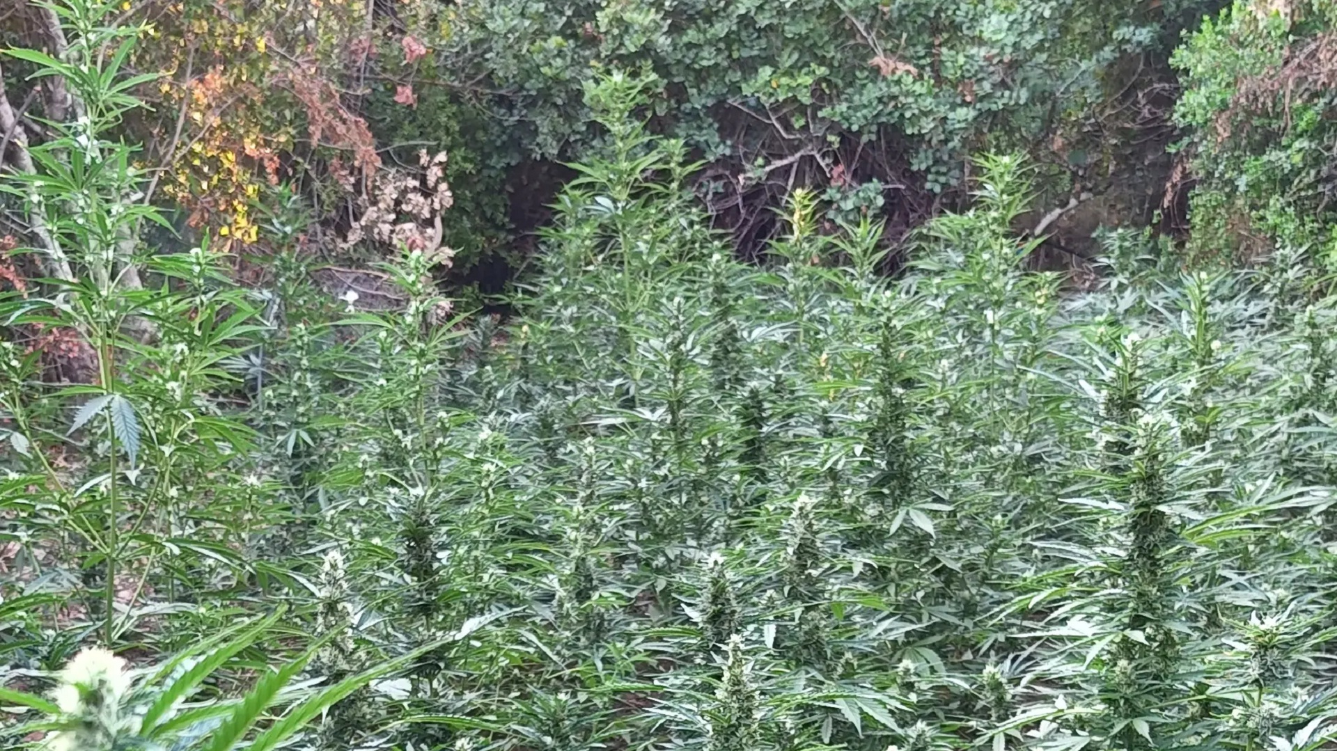 Ορεινή Κορινθία: Eντοπίστηκε νέα φυτεία με χιλιάδες δενδρύλλια κάνναβης σε δυσπρόσιτη περιοχή