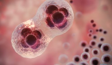 Η πρωτεΐνη που θα τρώει τα κύτταρα που μας αρρωσταίνουν