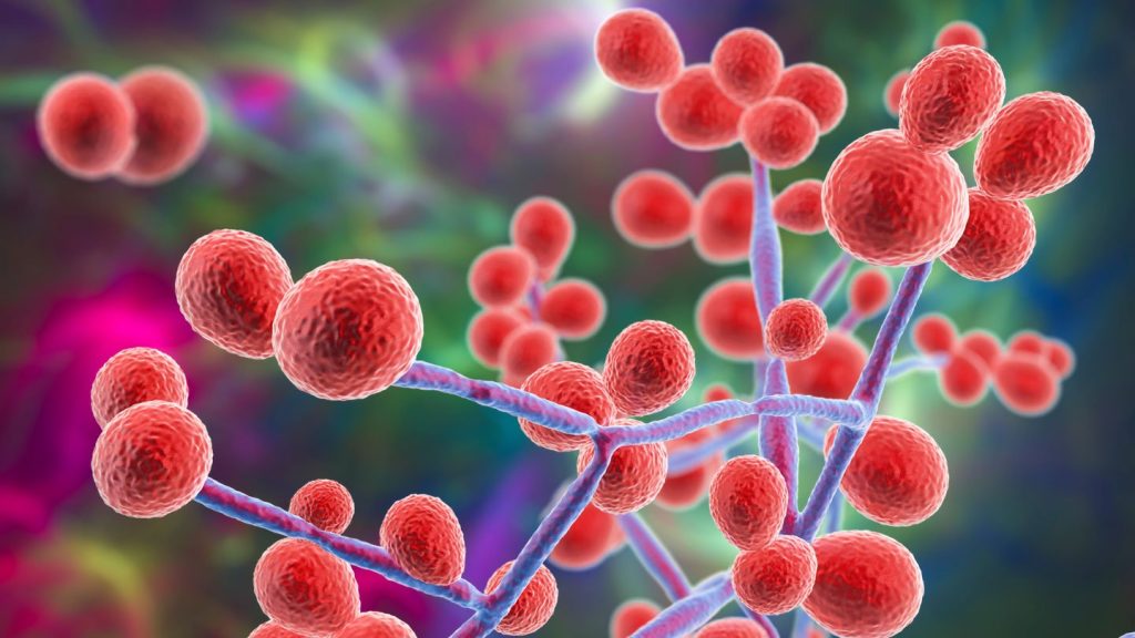 Επικίνδυνος μύκητας: Η Ελλάδα ανάμεσα στις χώρες με τα περισσότερα κρούσματα στην Ευρώπη – Δείτε ποιοι κινδυνεύουν 