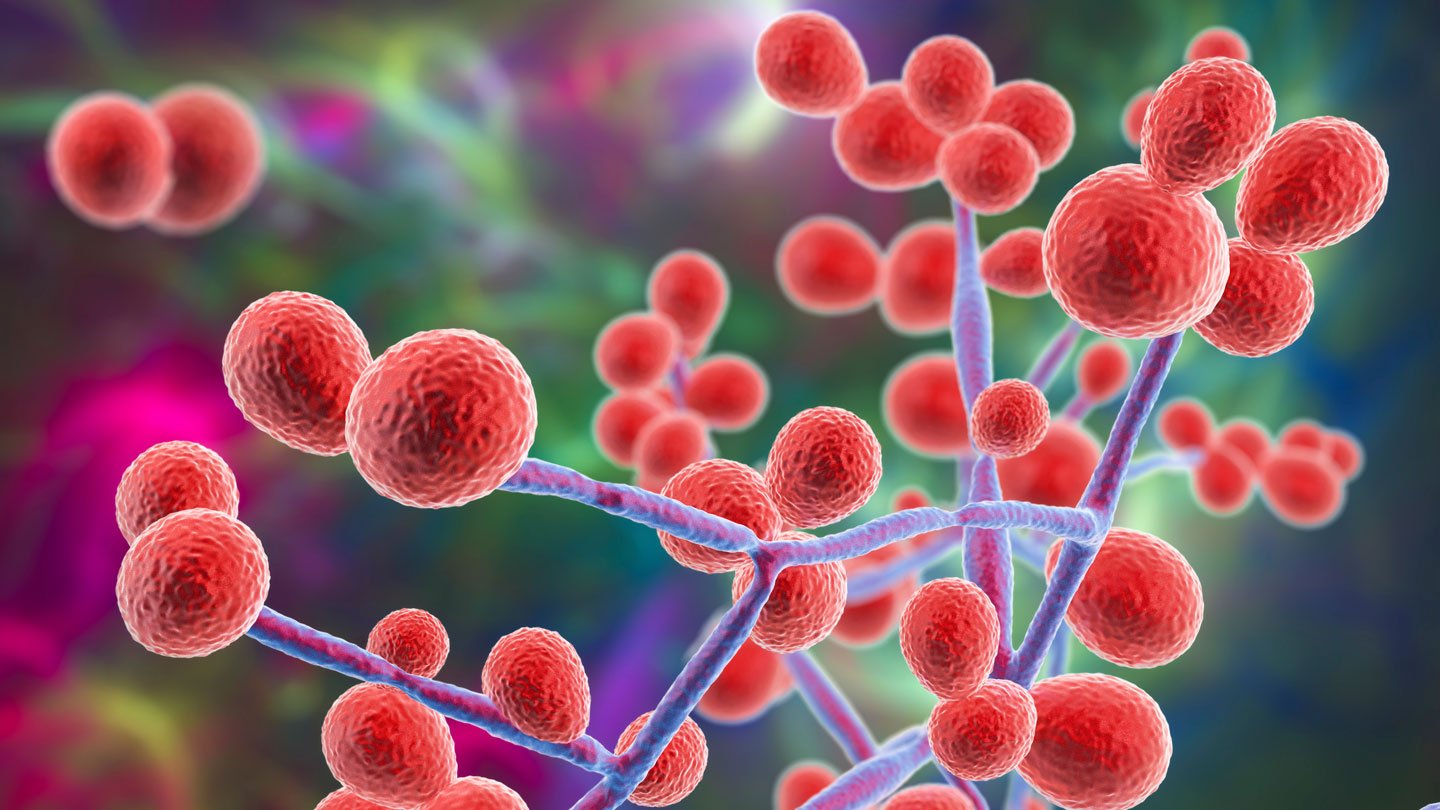 Επικίνδυνος μύκητας: Η Ελλάδα ανάμεσα στις χώρες με τα περισσότερα κρούσματα στην Ευρώπη – Δείτε ποιοι κινδυνεύουν 