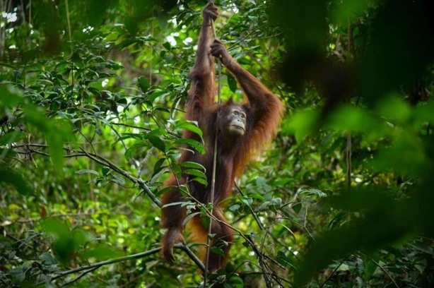 Βόρνεο: Ουρακοτάγκος διασώθηκε από σπίτι που κρατούνταν ως κατοικίδιο και επέστρεψε στο φυσικό του περιβάλλον