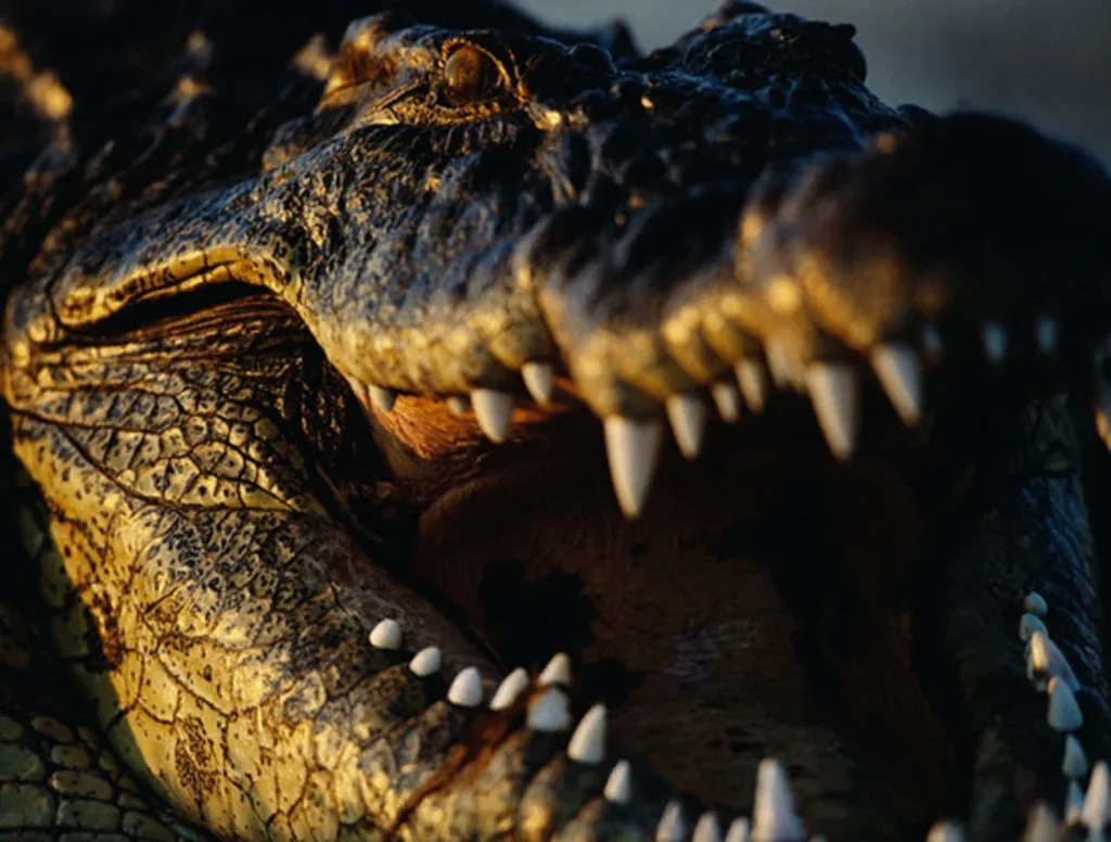 O πρώτος επιβεβαιωμένος θάνατος ανθρώπου από προϊστορικό «τέρας» – Είχε μήκος 25 μέτρα και ζύγιζε 25 τόνους