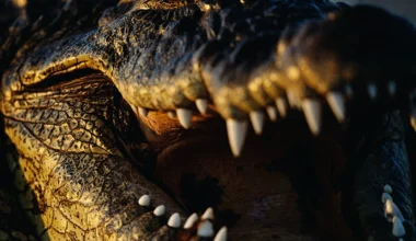 O πρώτος επιβεβαιωμένος θάνατος ανθρώπου από προϊστορικό «τέρας»: Κροκόδειλος 25 μέτρων που ζύγιζε 25 τόνους!