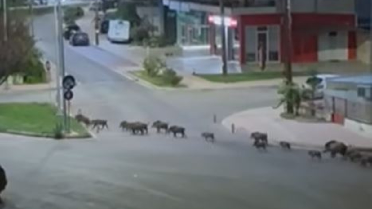 «Μίνι» κοπάδι από αγριογούρουνα έκανε βόλτες στο κέντρο της Λιβαδειάς – Δείτε βίντεο