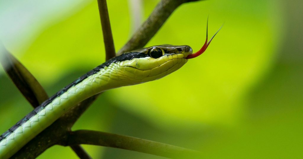 Ινδία: Φίδι δάγκωσε και σκότωσε δύο παιδιά – «Μάχη» για τη ζωή του δίνει ο πατέρα τους
