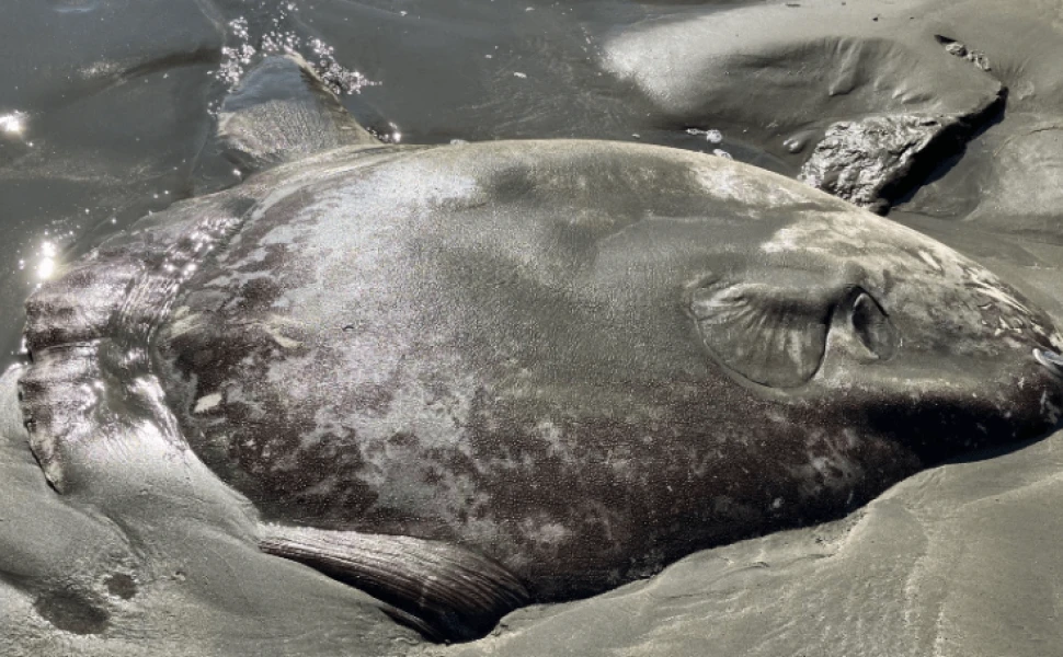 Τεράστιο ψάρι ξεβράστηκε σε ακτή – Το «ταξίδι» του παραμένει μυστήριο (φωτο) 