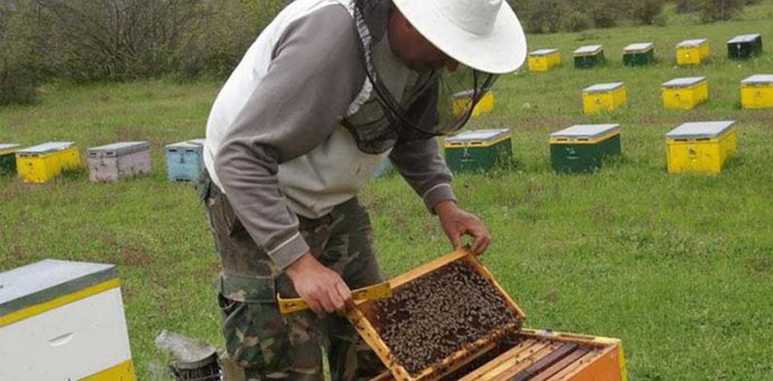 «Πόλεμος» του ΕΚΠΑ με τους μελισσοκόμους για το πειραματικό μελισσοκομείο του ΕΛΓΟ – Ποιος ο λόγος