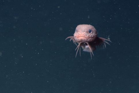 Το μυστηριώδες ψάρι της αβύσσου: Ροζ, με μπλε μάτια και γενειάδα (βίντεο)