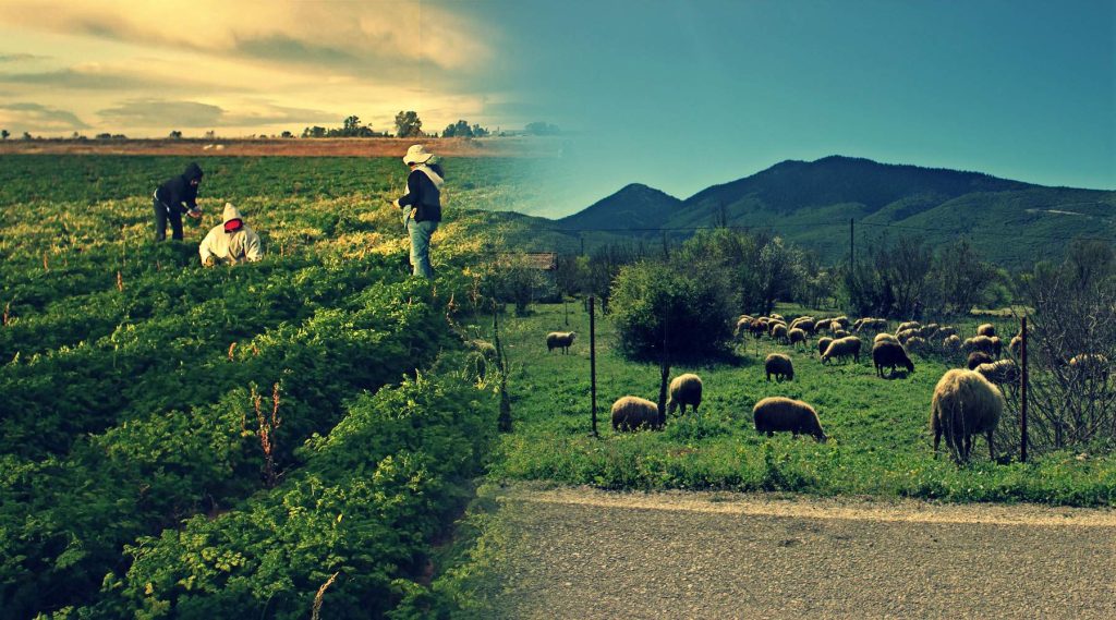 Ο πρωτογενής τομέας στην Ελλάδα έχει σβήσει και δεν το έχουμε καταλάβει ακόμη – Δείτε βίντεο