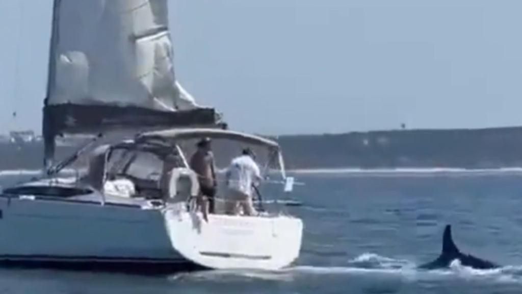 Πορτογαλία: Δολοφόνοι φάλαινες επιτέθηκαν και βύθισαν ιστιοπλοϊκό – Πέντε ναυαγοί