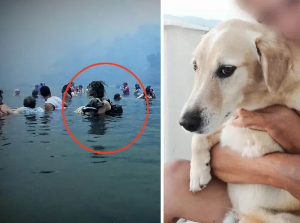 Πέθανε ο Αμόρ: Ο σκύλος-σύμβολο της τραγωδίας στο Μάτι