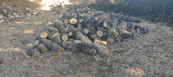 Θεσσαλονίκη: Συνελήφθη 65χρονος για παράνομη υλοτομία με σκοπό την εμπορία ξυλείας (φώτο)