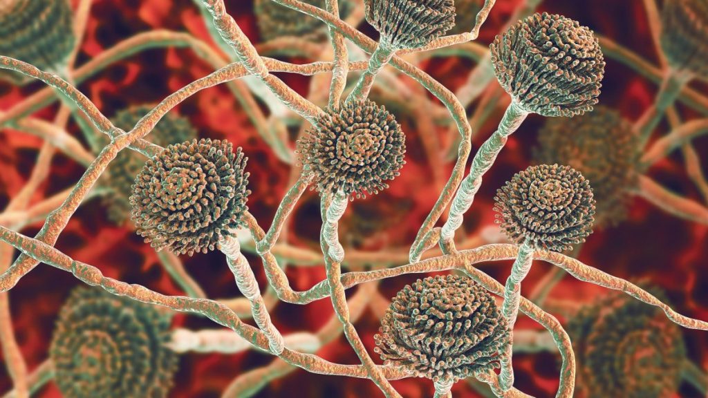 Μυκητιασικές λοιμώξεις: Ποιοι είναι οι τύποι, τα συμπτώματα και οι αιτίες – Οι τρόποι αντιμετώπισης