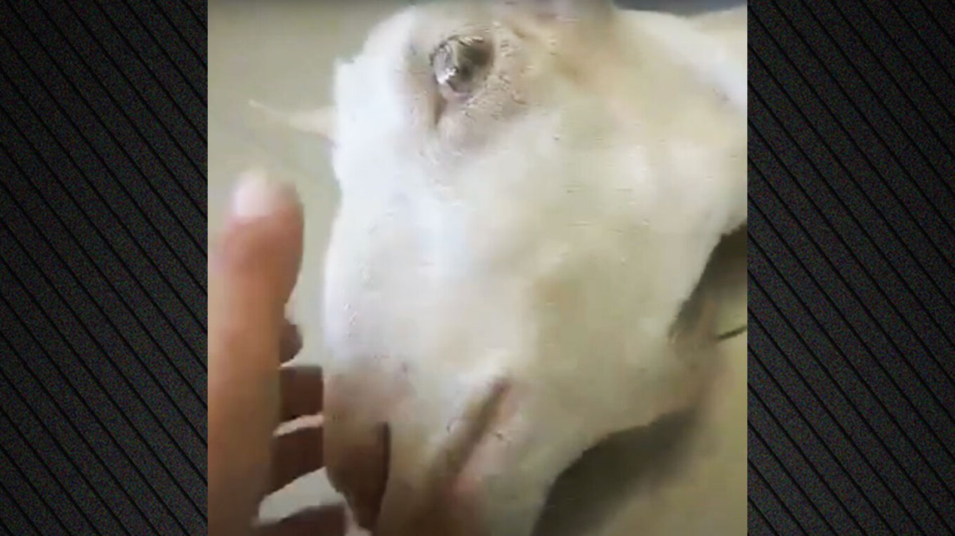 Αποτροπιασμός στην Ηλεία: Πέταξαν κοντά στο φράγμα του Αλφειού ζωντανή κατσίκα που είχε ακρωτηριαστεί