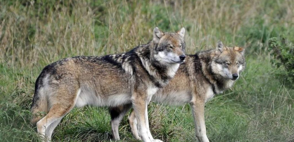 Χαλκιδική: Βίντεο δείχνει το λύκο που επιτέθηκε στην 5χρονη να «κόβει βόλτες» σε παραλία