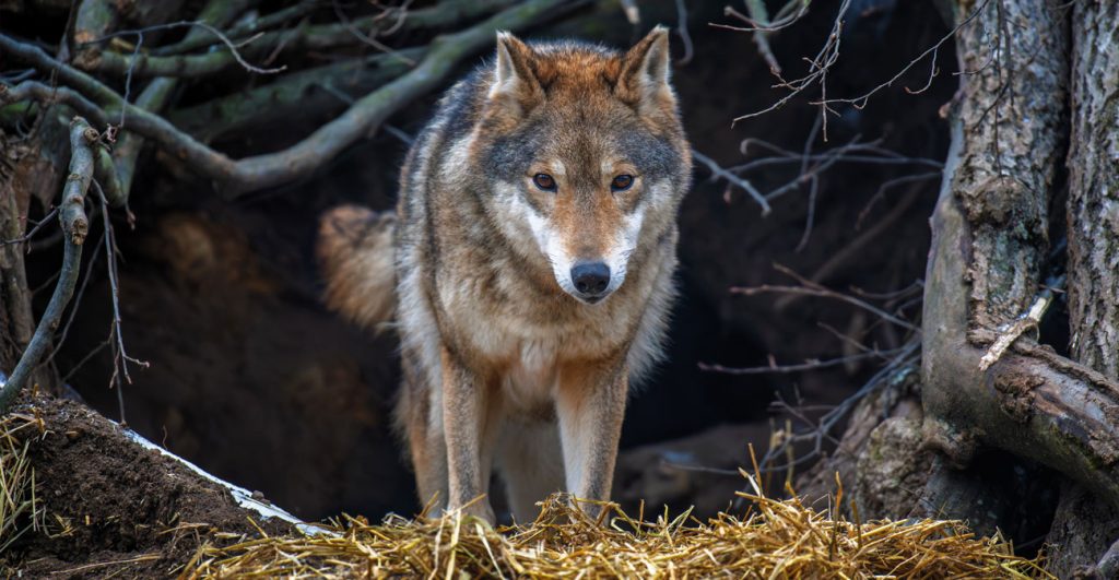 Επίθεση λύκου στη Χαλκιδική – Μητέρα 5χρονης: «Την άρπαξα και άρχισα να τρέχω – Ένας άνδρας μας έσωσε»
